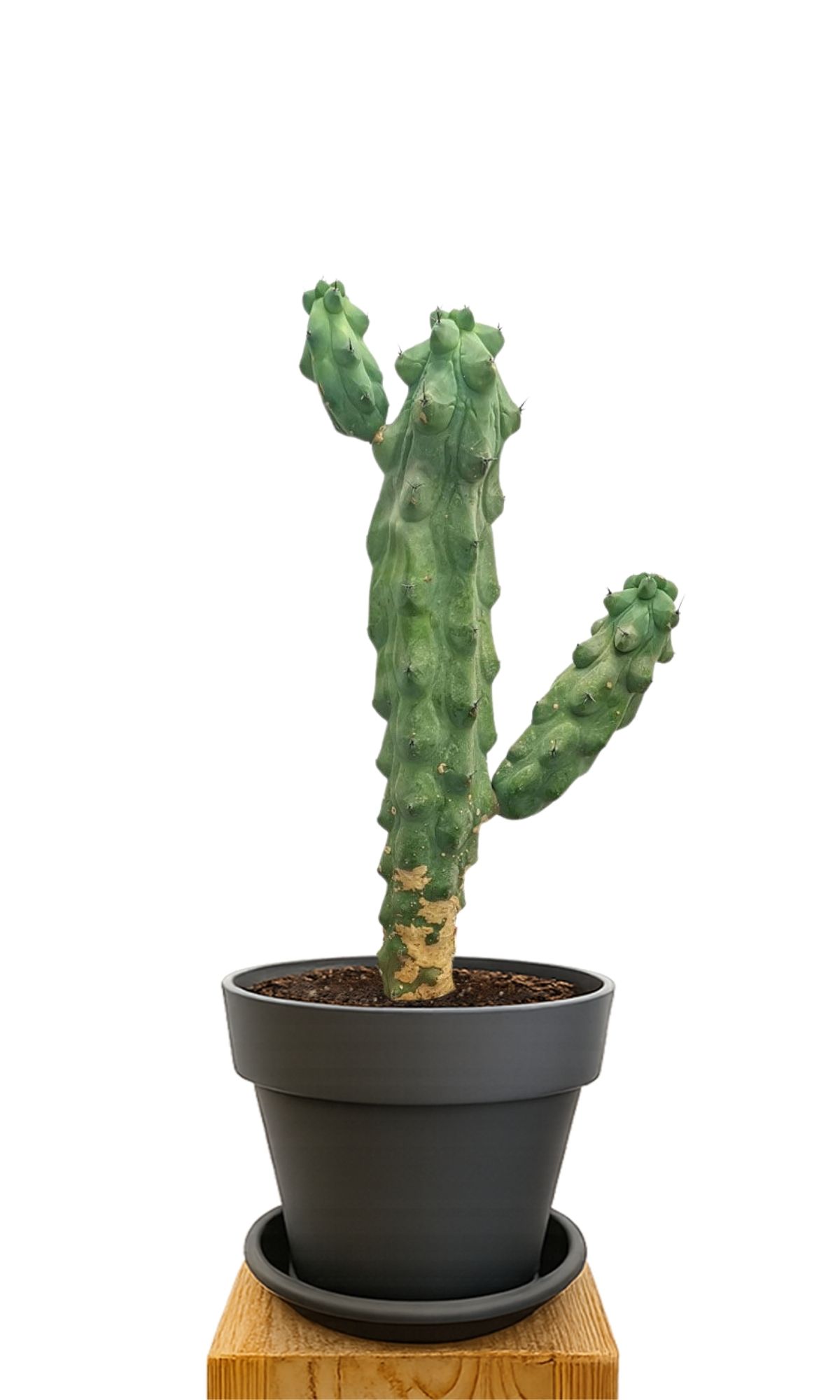 Plant kit 30 Anthracite